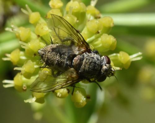 Réf. 198 678 : Erycia furibunda
